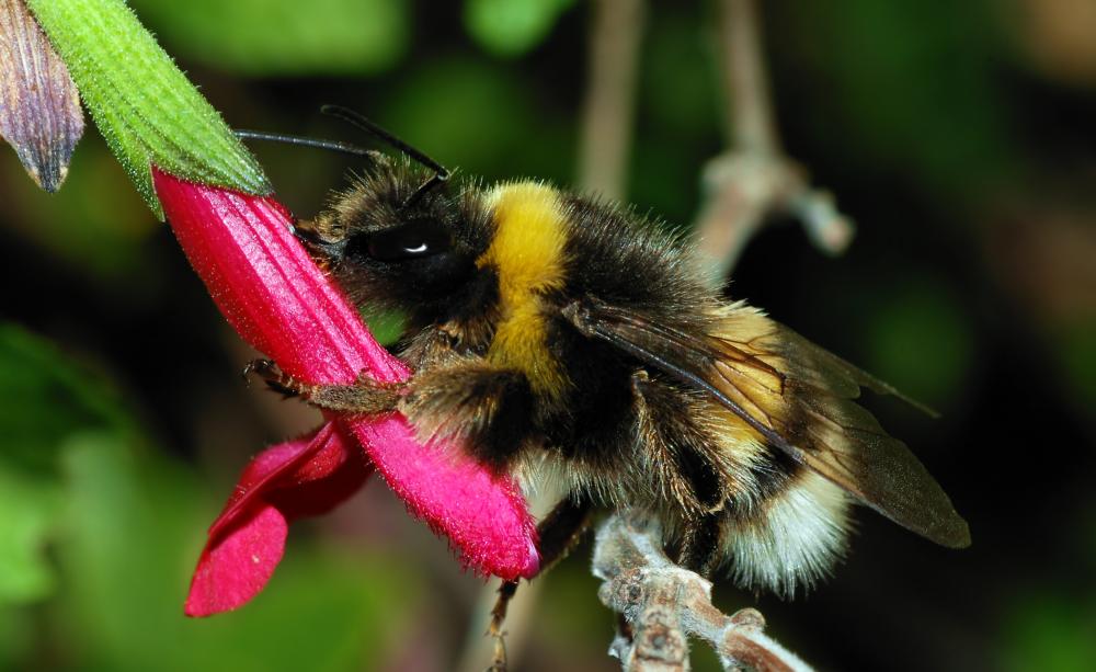 bumblebee october 2007 3a