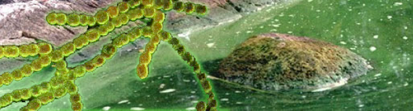 blue green algae 600
