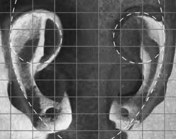 Figure 2.6. Ramses' ears