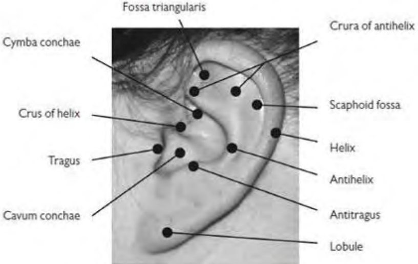 Figure 4.14. Jeanne's ear