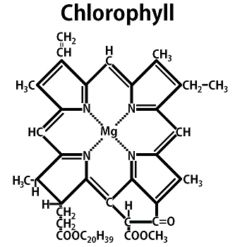 chlorophyll