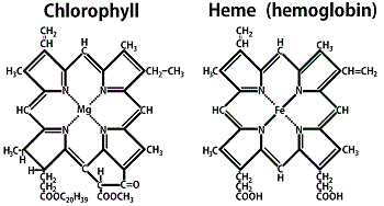 chlorophyll heme