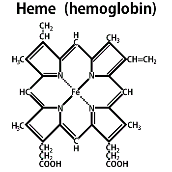 heme hemoglobin