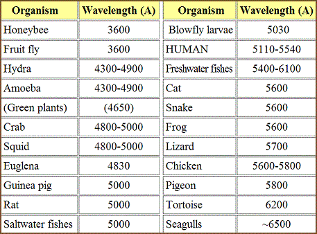 table 13 2 wavelength of maximum sensitivity to light