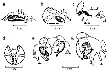 figure 20 3a claw waving threat displays in crabs 450