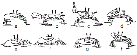 figure 20 3b claw waving threat displays in crabs 450